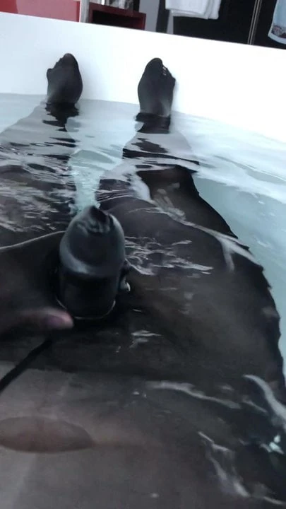 pantyhose encasement cum