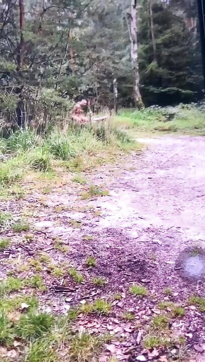 Привязанность к дереву в наказание