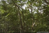 Pratinjau video