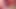 Pinky pembe bir oyuncakla oynuyor