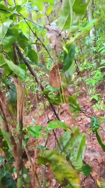 Moment inoubliable de « Fille thaïlandaise, désirs sauvages dans les bois 4k »