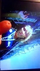 tributes for mrsbunny
