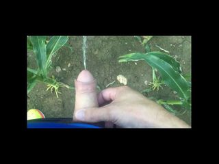 Pissing and masturbating in the corn field. Outdoor piss.