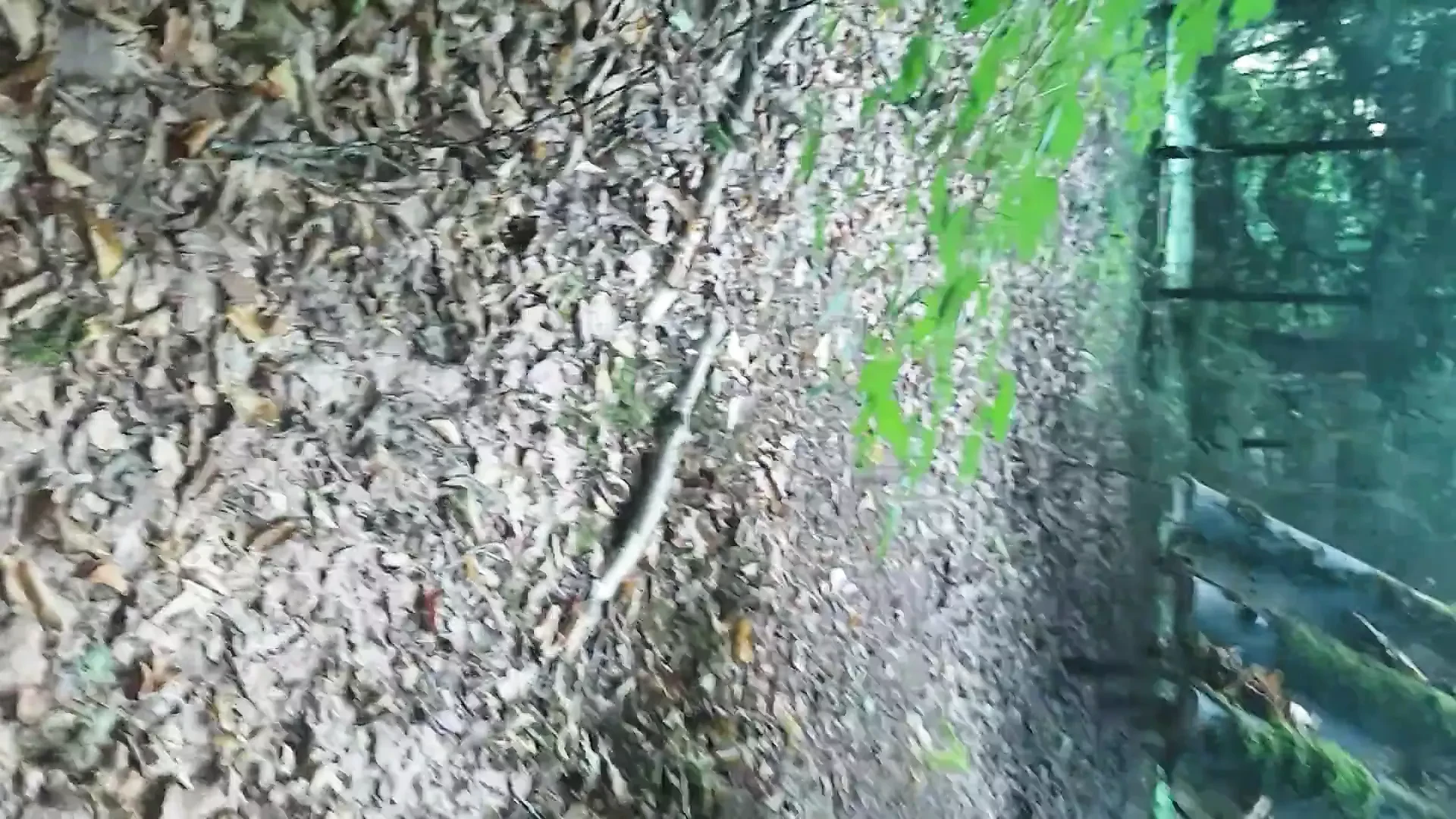 Im Wald geil Gefickt...