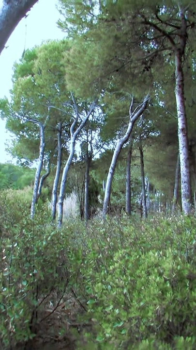Ugly bitch fucked and sodomized in the wood !