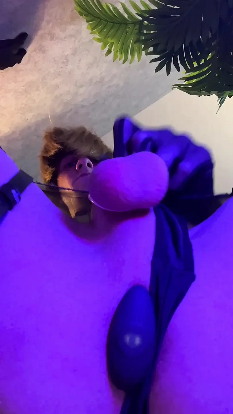 Twink femboy bőrhámban és szakadt harisnyás arcraülés rezgő anális dugóval, miközben tisztasági ketrecben van