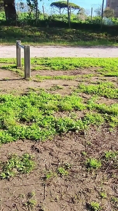 Iconic moment from "FLASHING my COCK in front a everyone in a PUBLIC PARK and my STEPDAUGHER HELPS me CUMSHOT - REAL SEX RISKY"