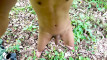 Pratinjau video