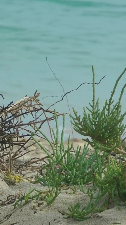 Watching on the beach as Isa has fun | Clip 1