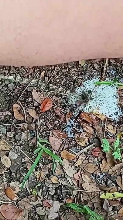 คลิปสั้น Master David ฉี่, ควยง่วงนอน คลิป 1