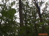 Pratinjau video