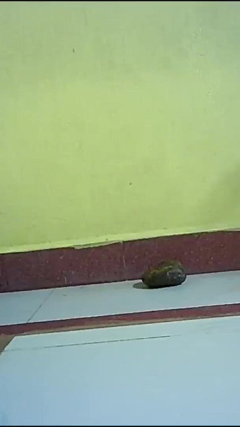 Pregled videozapisa