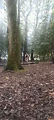 Another flash in the woods