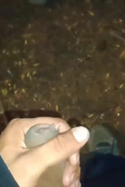 Jeg suttede min vens pik på pladsen, og vi kneppede udendørs