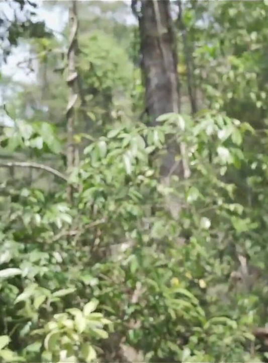 Juicy Blowjob in the Woods From Hot Blonde with Cum in Mouth!