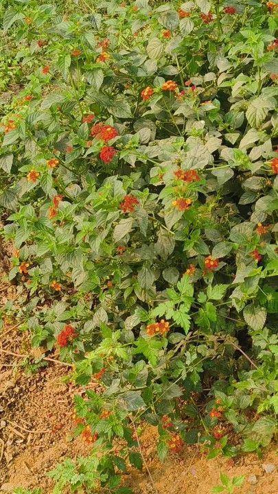 Jongle ase deko ki korchi