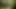 Big ass anal fuck with wood tree branch in wild forest