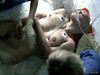 Pregled videozapisa
