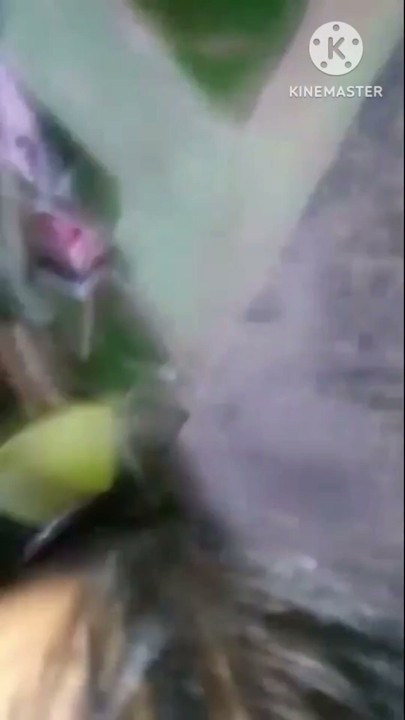 Local aunty sexy aunty big ass aunty Kolkata aunty local aunty pussy sexy stepmom bangla sex hindi Kolkata | Clip 1