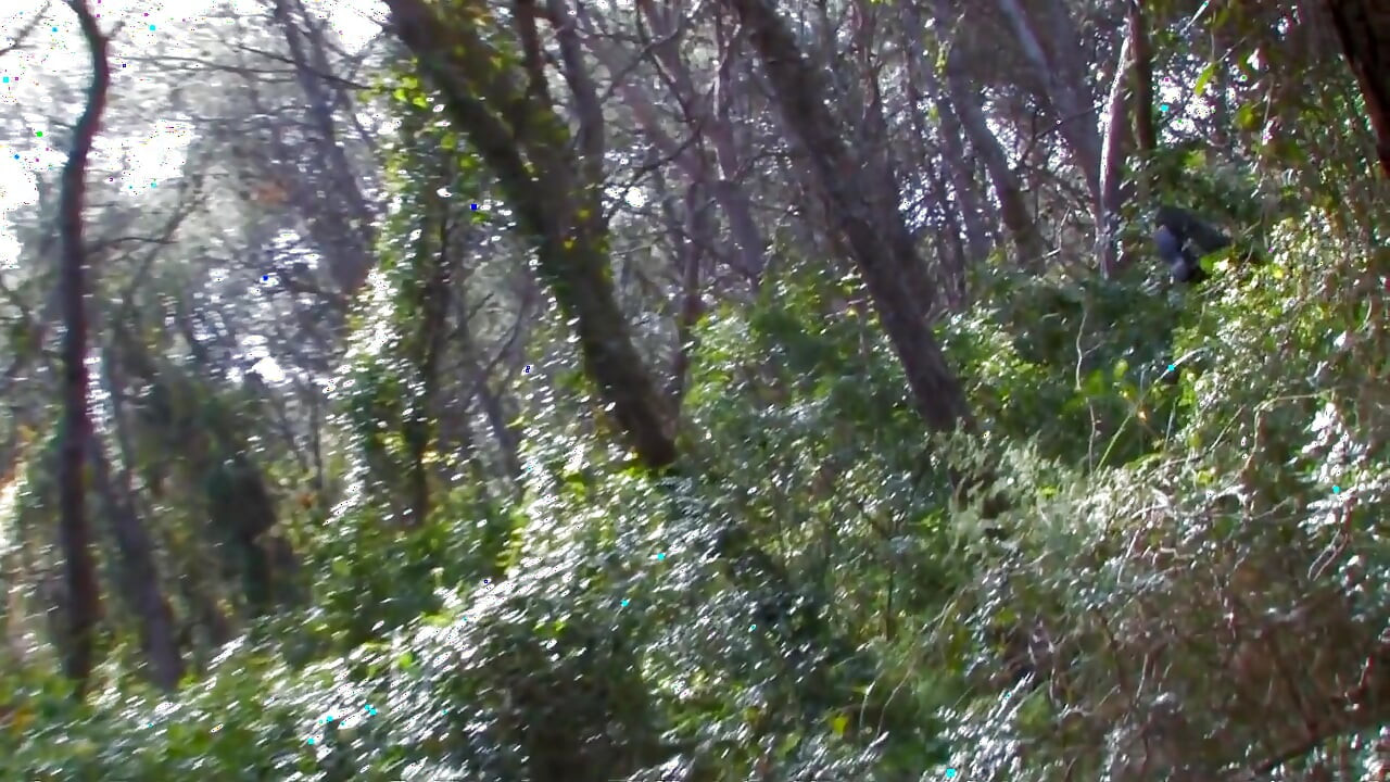 Bitch fucked in the forest