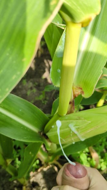 Ngocok kilat di ladang jagung 🌽