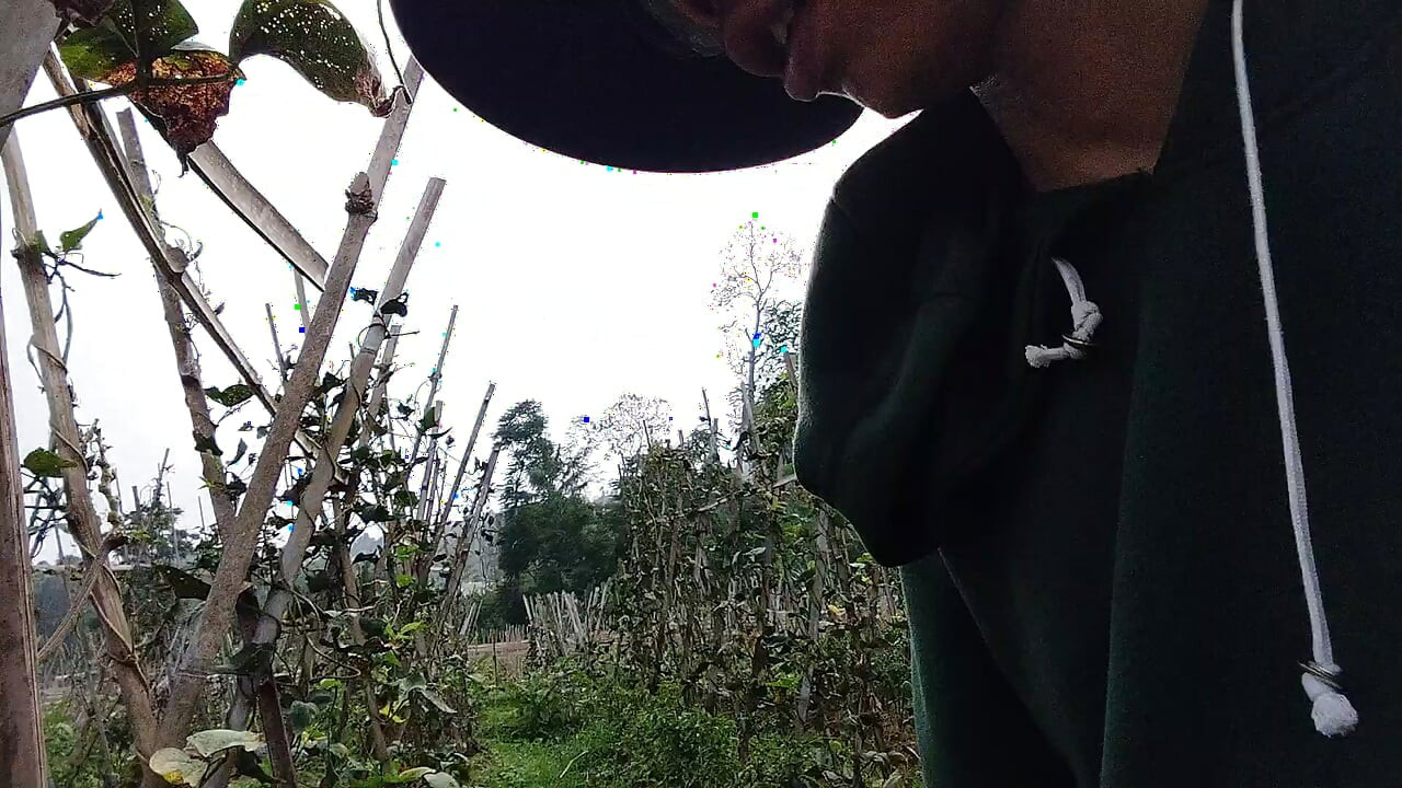 Os jovens na plantação de chá ainda estão a cultivar