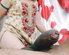 Pregled videozapisa