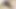 الملاك الآسيوي 25021