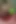 Hintli eşcinsel travesti alt Gaurisissy ipeksi sari içinde büyük göğüslerine bastırıyor ve götünü parmaklıyor