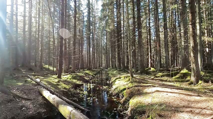 nature 2 video