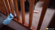 Pratinjau video