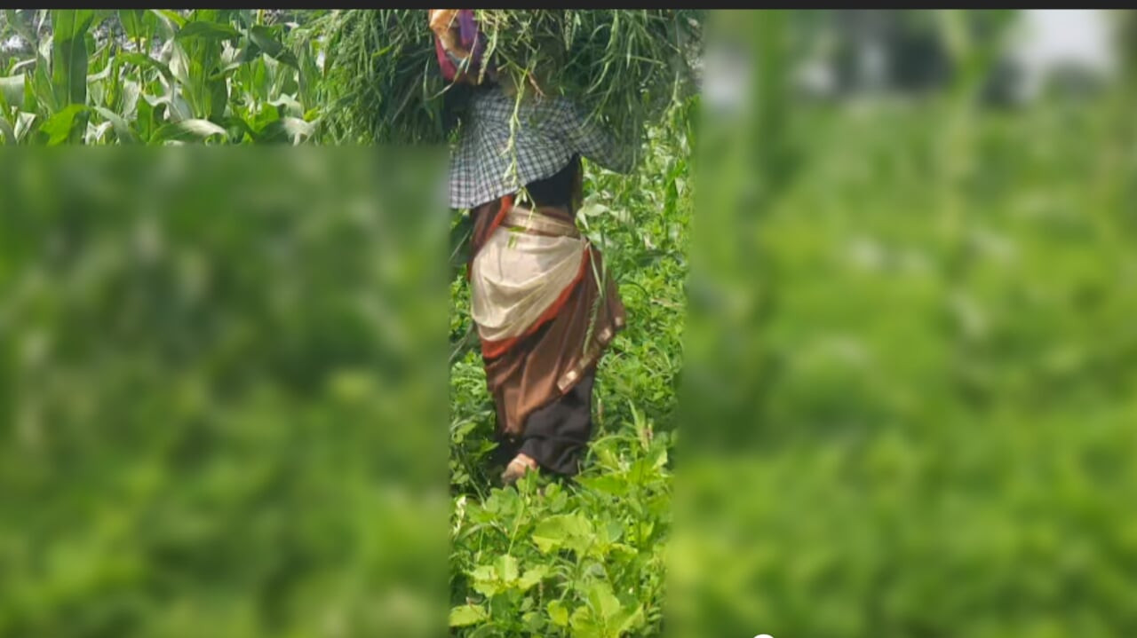 आउटडोर खेत में चारा काट रही भाभी अचानक देवर चला गया देवर ने कहा मुझे आपकी गांड मारनी है आज नहीं चल मार देना आज तो आप मेरी भोसड़ी देख लो
