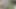 Kızıl adaçayı bahçede amını yağla ovuyor