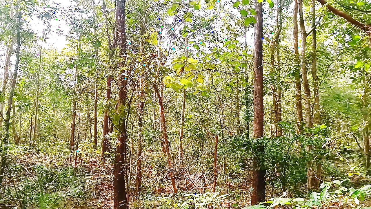 Outdoor Jungle Sex. Desi Bhabi Fucking Husbend's Small Stepbrother Big Dick in Forest. Telugu Dirty Talks.