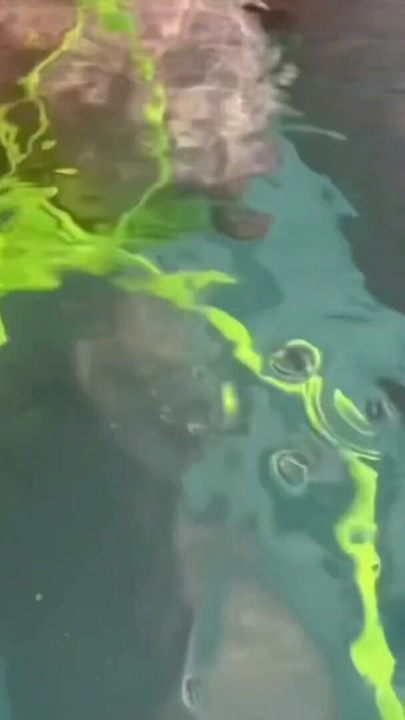 Artemisia Love flashing her juicy big tits underwater for you wearing a sexy bikini | Clip 1