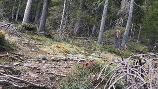 Öffentlicher Akt im schwedischen Wald