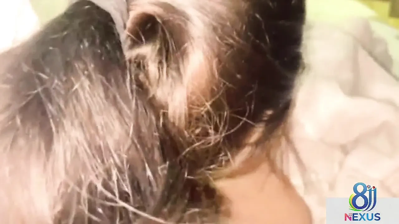 Desi Boy Friend and Girl Friend Sex Video