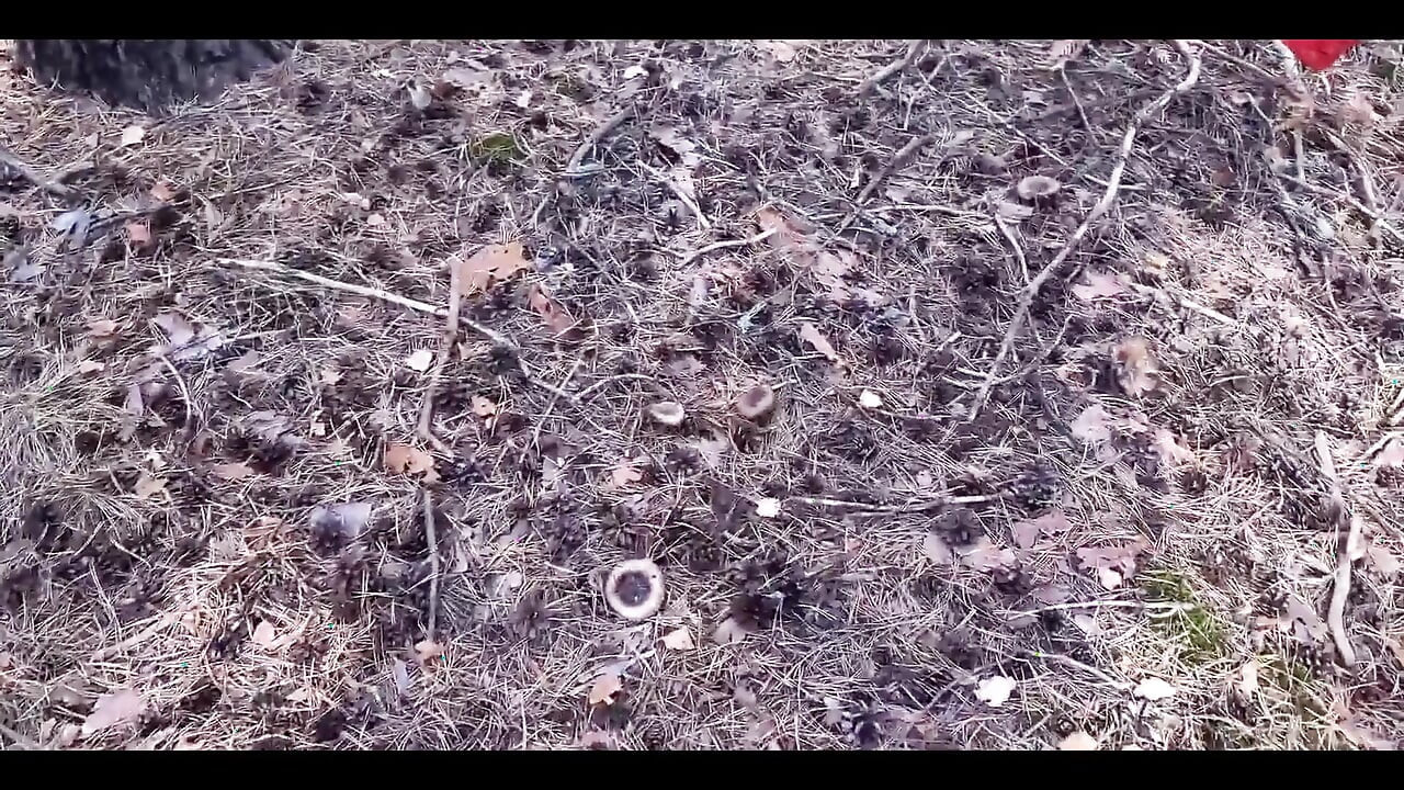 キノコは森の中を歩く 猫のダニ