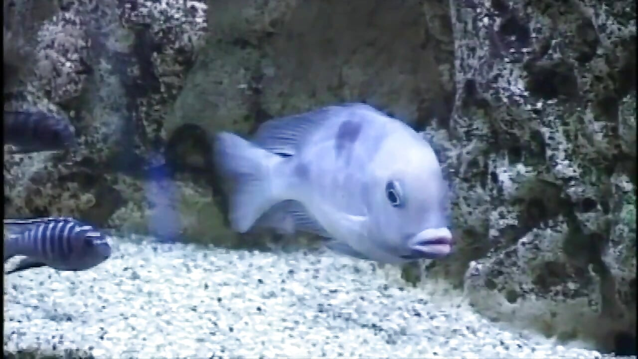 그녀의 친구가 지켜보는 동안 여친을 따먹어