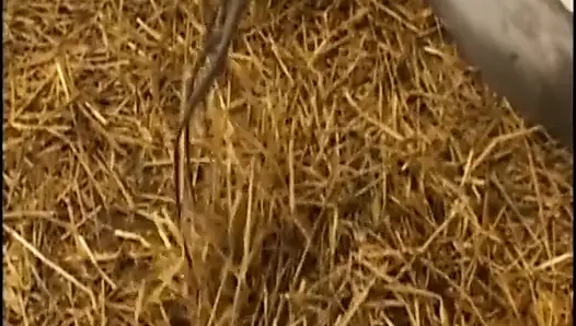 Cewek super semok ini lagi asik nyepong kontol dan dientot habis-habisan di luar ruangan
