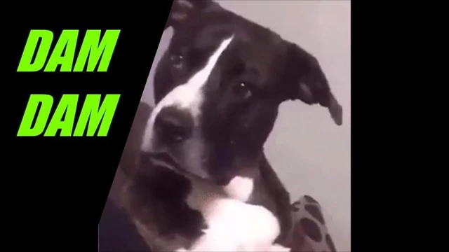 DOGGIESTYLE