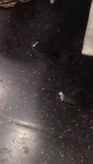 Hot West Indian feet in train
