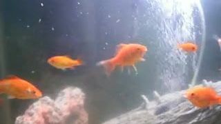 Mes bébés tortues nagent dans un aquarium avec des poissons rouges