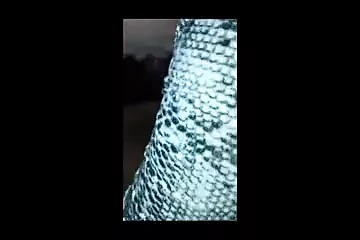 Bú cu của con bò đực đen