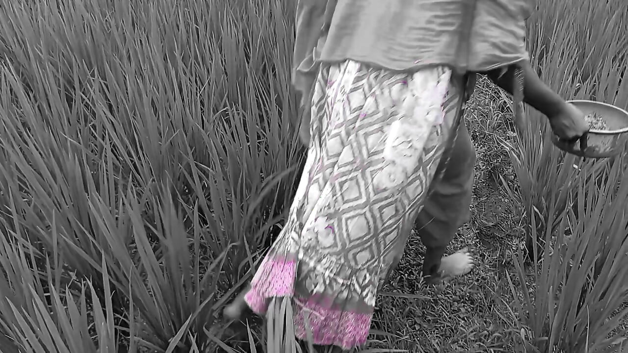 Deshi Outdoor bangli Video Rice field Working & Loving Together