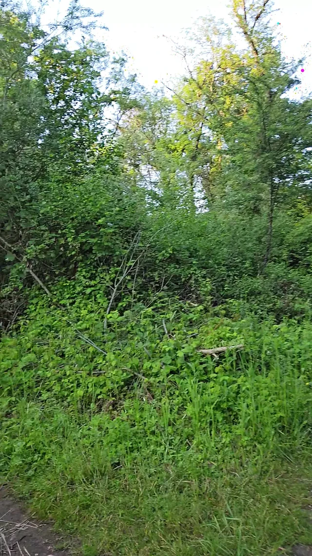 Mastubation in nature