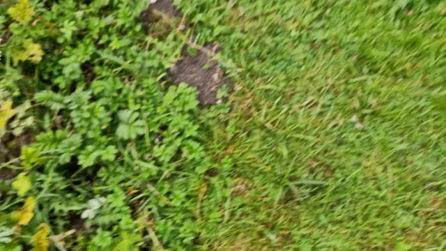 Nude in nature