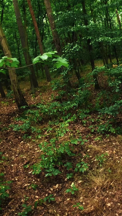 Crazy girl hiker fucks in the forest