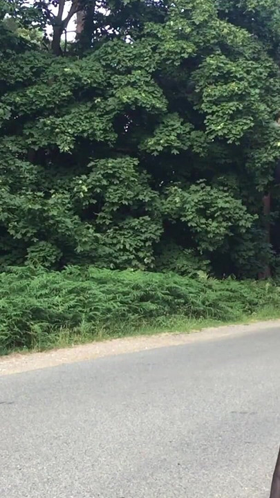 Key moment from "Crossdresser Tranny Outdoors Pissing Compilation 1"
