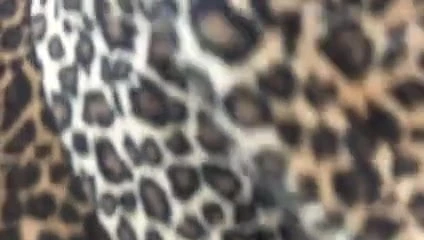 CarSlurpy1